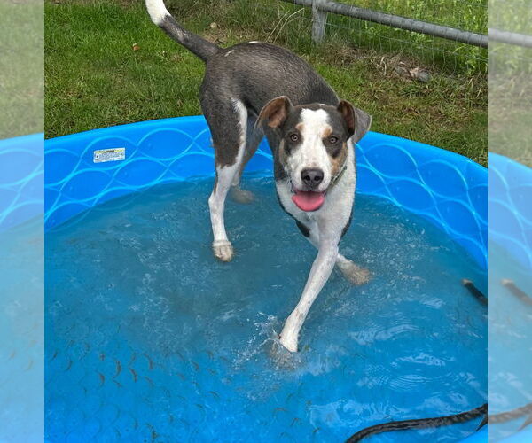 Medium Photo #21 Mutt Puppy For Sale in Canton, CT, USA
