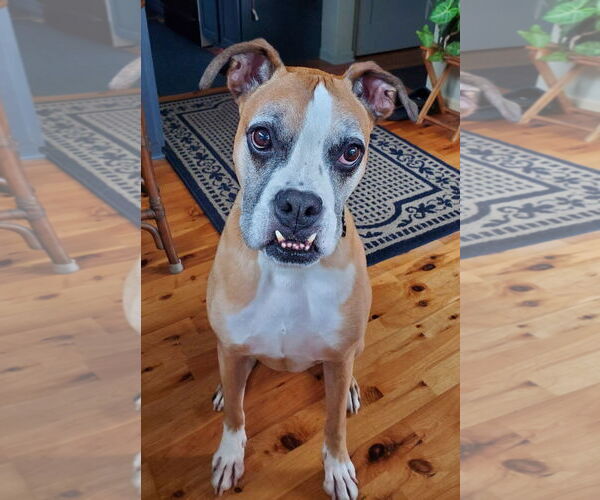 Medium Photo #4 Boxer Puppy For Sale in Burnsville, MN, USA