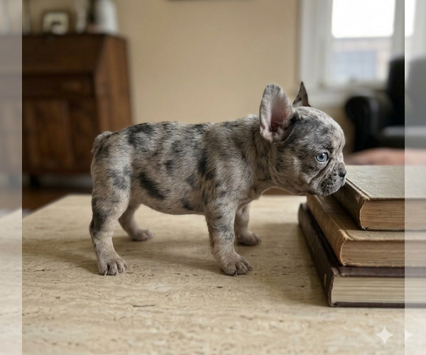 Medium Photo #3 French Bulldog Puppy For Sale in RENTON, WA, USA