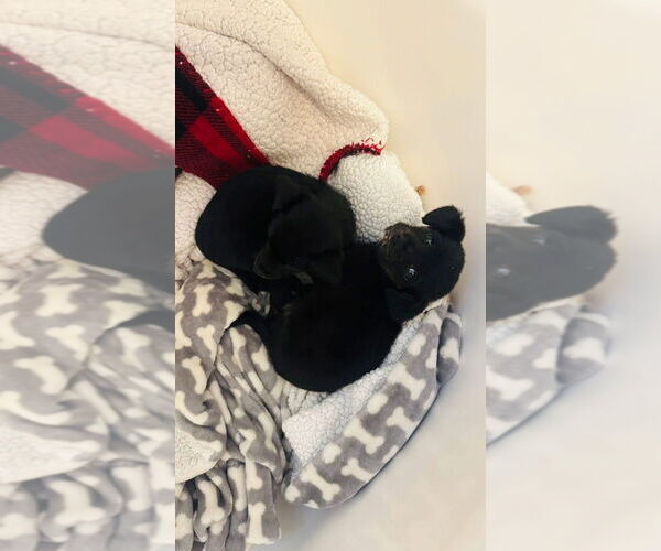 Medium Photo #3 Chiweenie Puppy For Sale in Aurora, IN, USA