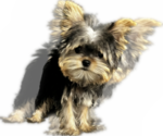 Small #21 Yorkshire Terrier