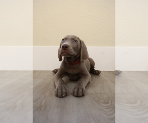 Weimaraner Puppy for Sale in HEMET, California USA