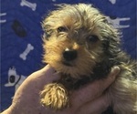 Small #2 Yorkshire Terrier