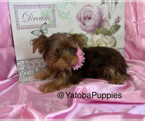 Yorkshire Terrier Puppy for sale in CENTER HILL, FL, USA