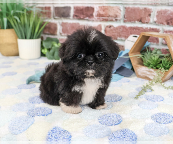 Medium Photo #4 Shih Tzu Puppy For Sale in SYRACUSE, IN, USA