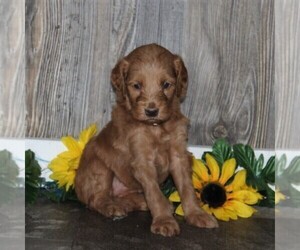 Goldendoodle-Poodle (Standard) Mix Puppy for sale in HONEY BROOK, PA, USA