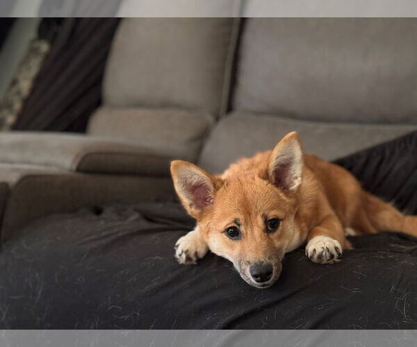 Medium Photo #3 Mutt Puppy For Sale in New London, WI, USA