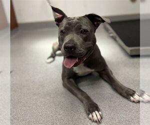 American Pit Bull Terrier Dogs for adoption in Rancho Cucamonga, CA, USA