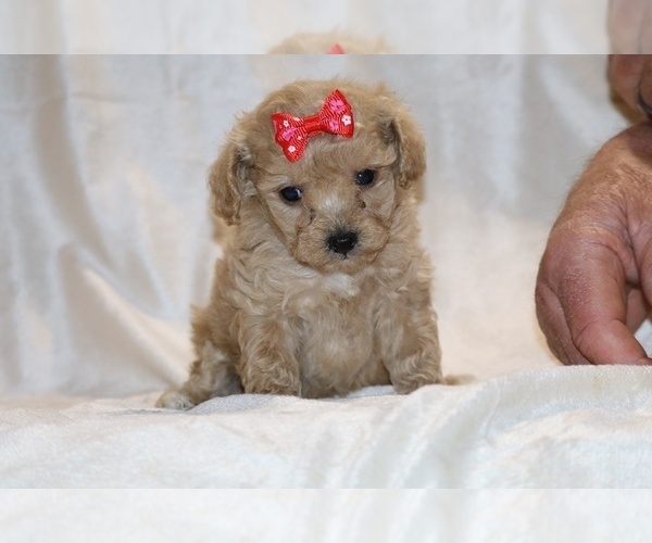 Medium Photo #6 Poodle (Toy) Puppy For Sale in DYERSBURG, TN, USA