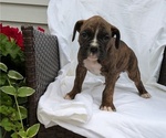 Small Photo #3 Boxer Puppy For Sale in GOSHEN, IN, USA