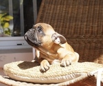 Puppy 5 French Bulldog