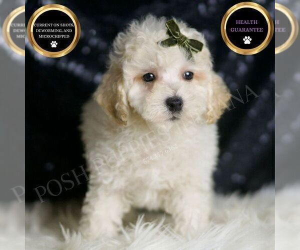 Medium Photo #82 Maltipoo (Miniature) Puppy For Sale in WARSAW, IN, USA