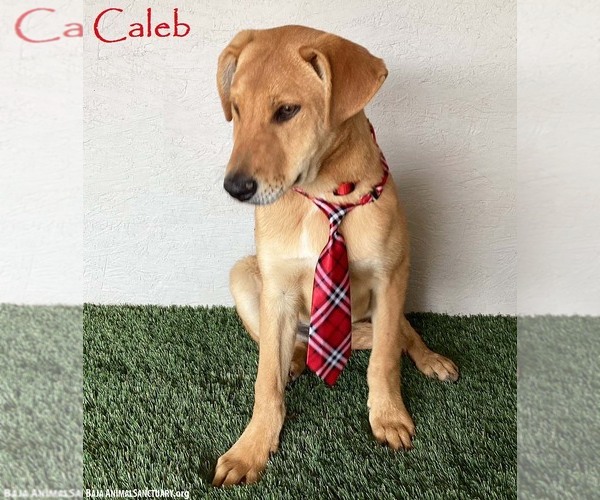 Medium Photo #5 Carolina Dog-Labrador Retriever Mix Puppy For Sale in San Diego, CA, USA