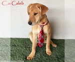 Small #4 Carolina Dog-Labrador Retriever Mix