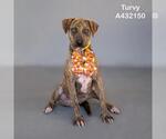 Small Photo #2 Mutt Puppy For Sale in Conroe, TX, USA