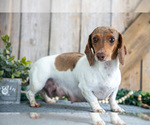 Small Photo #1 Dachshund Puppy For Sale in GREENWICH, OH, USA