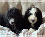 Small #5 Bernese Mountain Dog