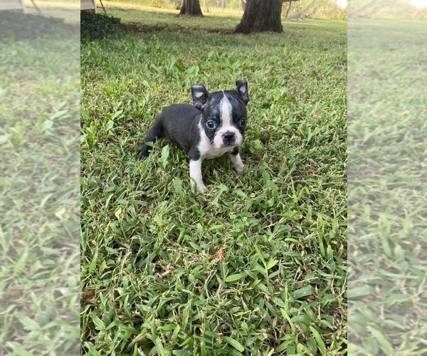 Medium Photo #3 Boston Terrier Puppy For Sale in FREDONIA, KS, USA