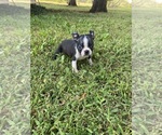 Small #2 Boston Terrier