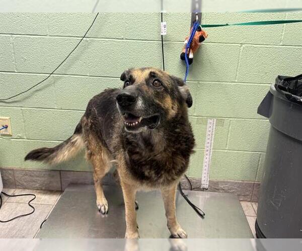 Medium Photo #1 German Shepherd Dog-Unknown Mix Puppy For Sale in Grand Prairie, TX, USA