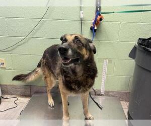 German Shepherd Dog-Unknown Mix Dogs for adoption in Grand Prairie, TX, USA