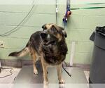 Small German Shepherd Dog Mix