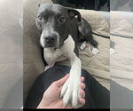 Small #3 Mutt