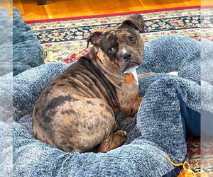 Mutt Dogs for adoption in Rockville, MD, USA