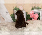 Small Photo #7 Goldendoodle-Poodle (Miniature) Mix Puppy For Sale in WARSAW, IN, USA
