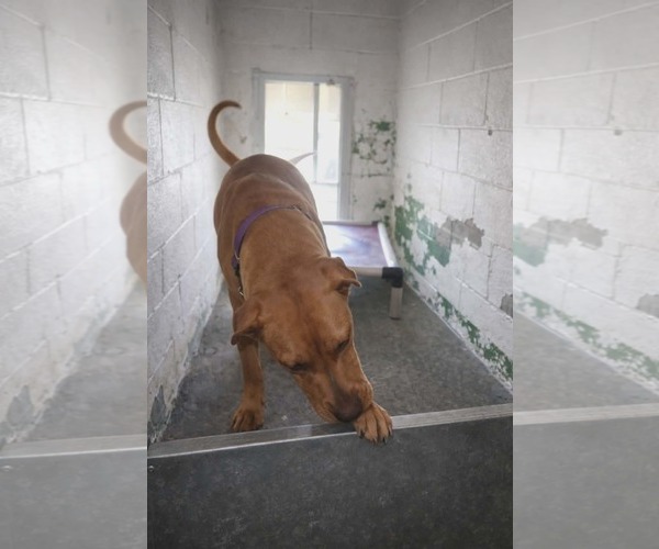 Medium Photo #4 Labrador Retriever Puppy For Sale in Rustburg, VA, USA