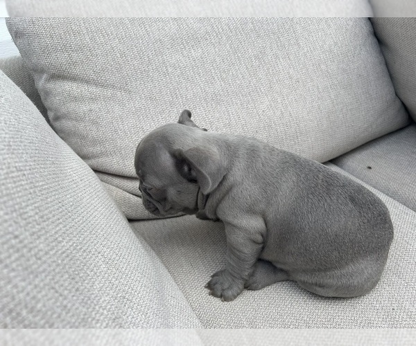 Medium Photo #5 French Bulldog Puppy For Sale in BROOKLYN, NY, USA