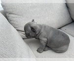 Small #4 French Bulldog