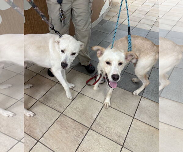 Medium Photo #6 Siberian Husky-Unknown Mix Puppy For Sale in Virginia Beach, VA, USA