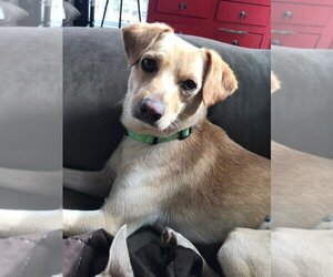 Chihuahua-Retriever  Mix Dogs for adoption in Salt Lake City, UT, USA