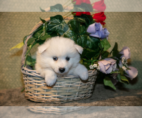 Medium Photo #5 American Eskimo Dog Puppy For Sale in BERNE, IN, USA