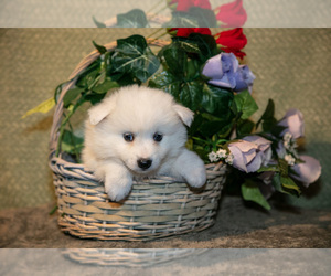 Medium American Eskimo Dog