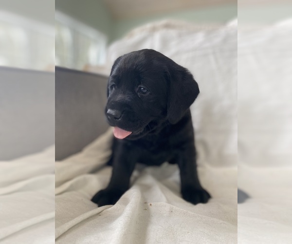 Medium Photo #3 Labrador Retriever Puppy For Sale in NEW HOLLAND, PA, USA