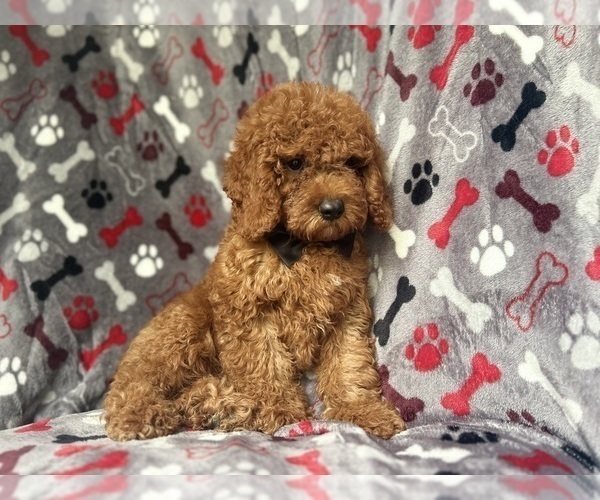 Medium Photo #6 Cock-A-Poo Puppy For Sale in LAKELAND, FL, USA