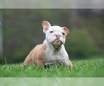 Small #8 Bulldog