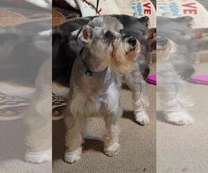 Father of the Schnauzer (Miniature) puppies born on 10/10/2023