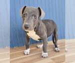 Small #9 American Pit Bull Terrier-Dachshund Mix