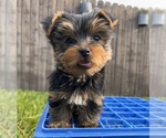 Small Yorkshire Terrier