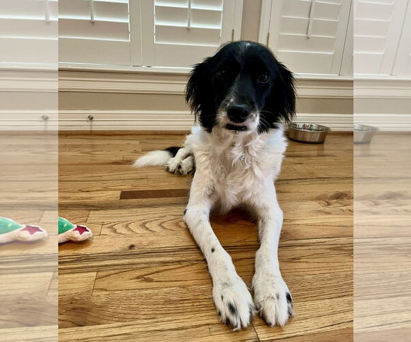 Medium Photo #2 Pointer Aussie Puppy For Sale in Houston, TX, USA