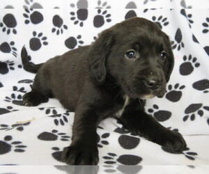 English Springer Spaniel-Unknown Mix Puppy for sale in SHILOH, OH, USA