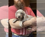 Small Photo #3 Weimaraner Puppy For Sale in CALDWELL, OH, USA