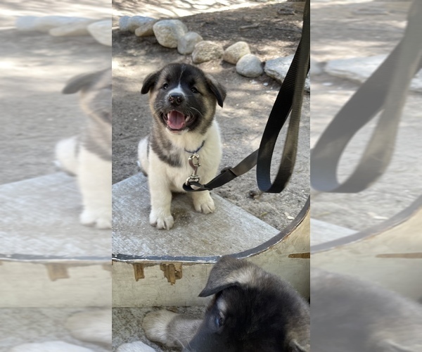 Medium Photo #1 Akita-Alusky Mix Puppy For Sale in SAN JACINTO, CA, USA