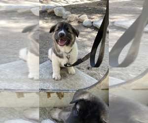 Akita-Alusky Mix Puppy for sale in SAN JACINTO, CA, USA