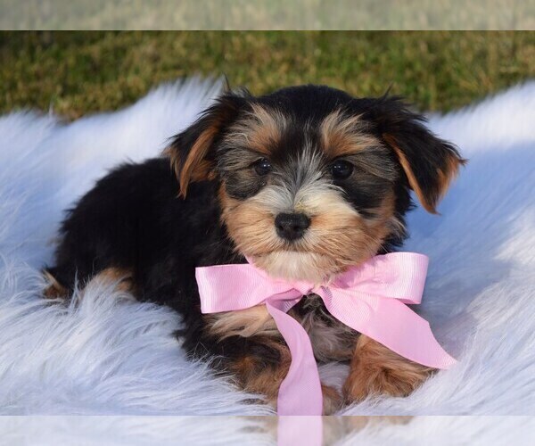 Medium Photo #1 Morkie Puppy For Sale in COSHOCTON, OH, USA