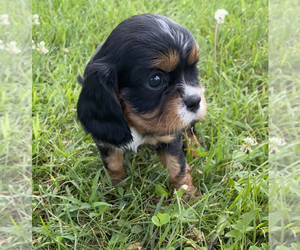 Cavalier King Charles Spaniel Puppy for sale in ELKHART, IN, USA