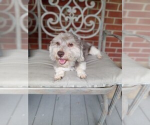 Havanese Puppy for sale in WINSTON SALEM, NC, USA